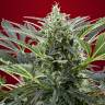 Семена конопли Cream 47 feminised Ganja Seeds Fast Version Семена конопли Cream 47 feminised Ganja Seeds Fast Version