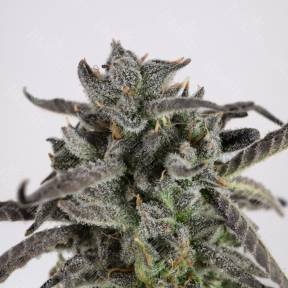 Cream 47 feminised Ganja Seeds Fast Version