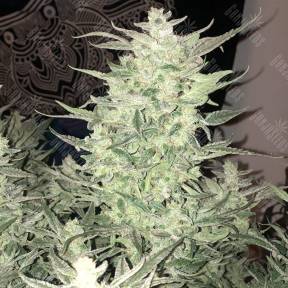 Auto Bomb feminised Ganja Seeds