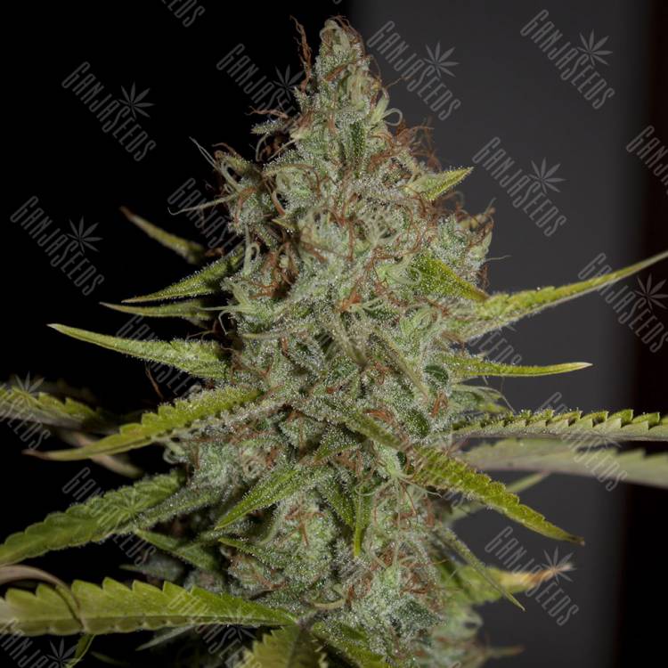 семена конопли в России Himalaya Gold feminised Green House Seeds