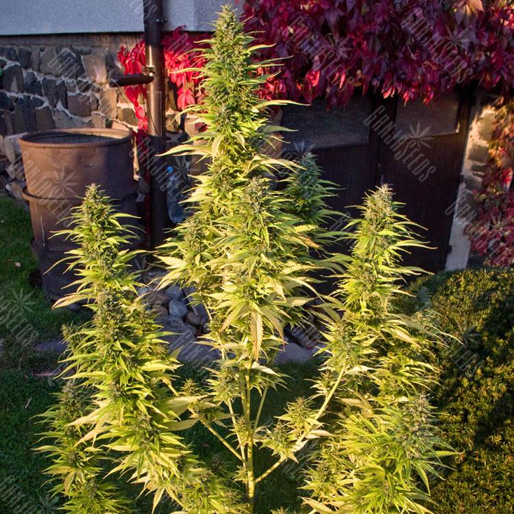 Auto Orange Bud feminised Dutch Passion Seeds Auto Orange Bud feminised Dutch Passion Seeds