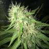 семена конопли индика Turpan feminised Bang Seeds семена конопли индика Turpan feminised Bang Seeds