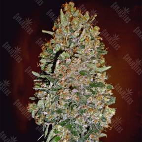Auto Chocolate Skunk feminised 00 Seeds