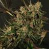 семена конопли Exotic Colours feminised Exotic Seed семена конопли Exotic Colours feminised Exotic Seed