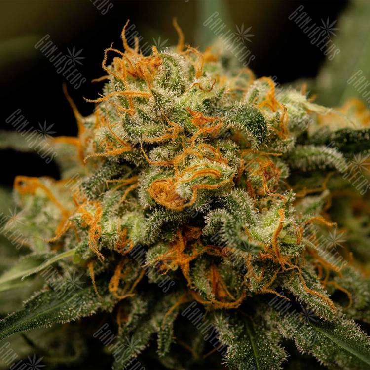 семена конопли f1 в оригинальной упаковке Channel+ feminised Medical Seeds