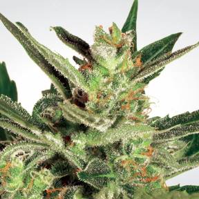Auto maria II feminised Paradise Seeds