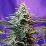семена конопли скороспелый купить Auto Sweet Special feminised Sweet Seeds