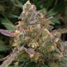 Семена конопли недорого Auto Big Devil XL feminised Ganja Seeds Семена конопли недорого Auto Big Devil XL feminised Ganja Seeds