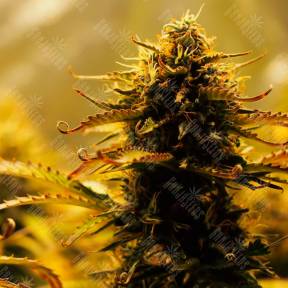 Jack 47 feminised Ganja Seeds Fast Version