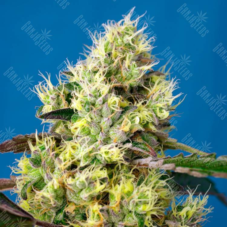 Семена Auto Sweet Gelato feminised Ganja Seeds купить Семена Auto Sweet Gelato feminised Ganja Seeds купить