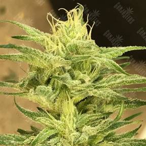 Satori regular Ganja Seeds