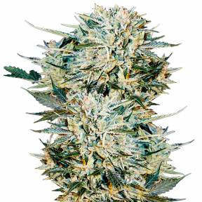 Auto Sugar GOM feminised Ganja Seeds
