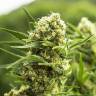 семена конопли элитных сортов El Nino feminised Green House Seeds