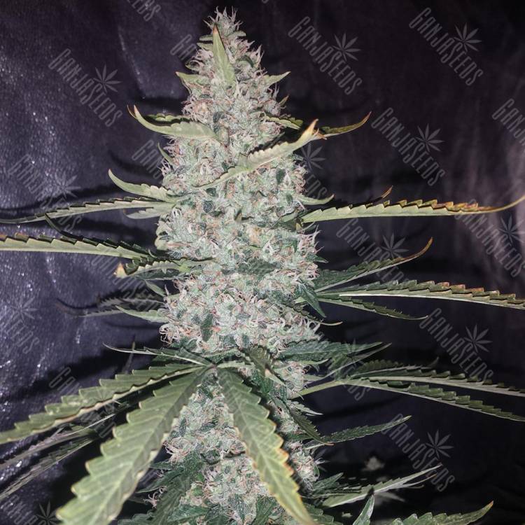 Auto Ultimate feminised Dutch Passion Seeds Auto Ultimate feminised Dutch Passion Seeds
