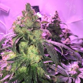 Umai feminised Bang Seeds