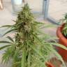 семена конопли автоцвет Auto Lennon regular семена конопли автоцвет Auto Lennon regular