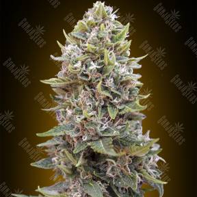 Auto Hashchis Berry (Cheese Berry) feminised 00 Seeds