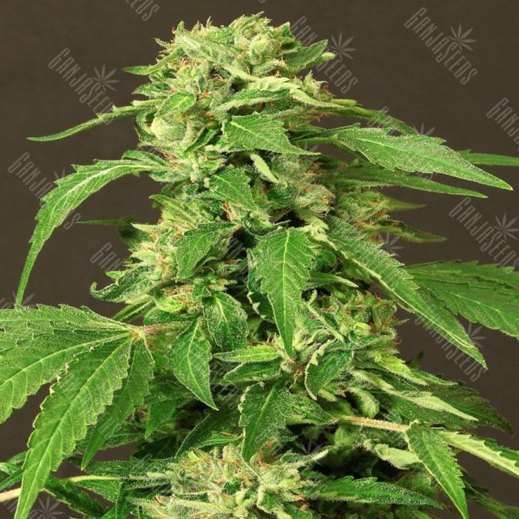 заказ семян конопли Exotic Thai feminised Exotic Seed
