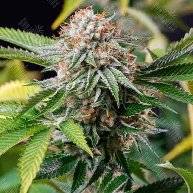 семена конопли индика Auto Lost Coast Skunk feminised Humboldt Seeds