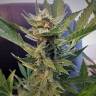 купить семена конопли Auto Wappa feminised Paradise Seeds