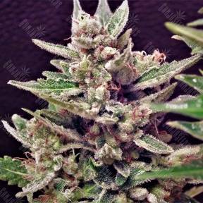 Auto Wappa feminised Paradise Seeds