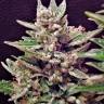 урожайные семена конопли Auto Wappa feminised Paradise Seeds