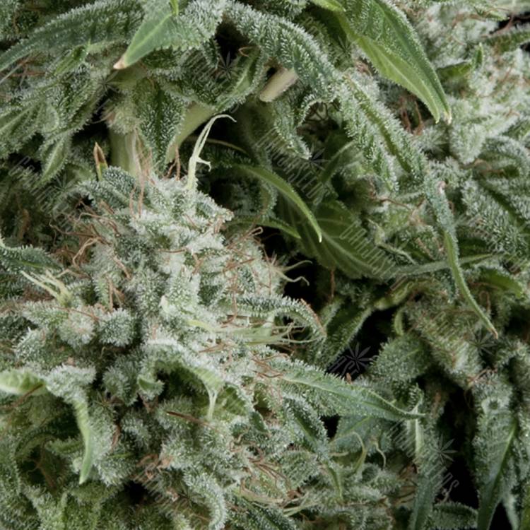 автоцветущие семена конопли Auto Northern Lights CBD feminised Pyramid Seeds