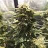 семена конопли дешево Blue Cheese feminised Royal Queen семена конопли дешево Blue Cheese feminised Royal Queen
