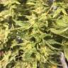 семена индийской конопли Blue Cheese feminised Royal Queen семена индийской конопли Blue Cheese feminised Royal Queen