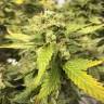 мощные семена конопли Blue Cheese feminised Royal Queen мощные семена конопли Blue Cheese feminised Royal Queen