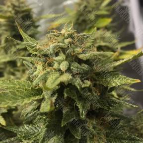 Blue Cheese feminised Royal Queen