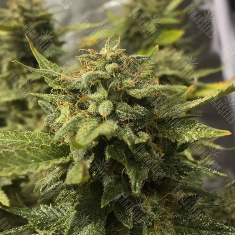 семена конопли гидропоники Blue Cheese feminised Royal Queen семена конопли гидропоники Blue Cheese feminised Royal Queen