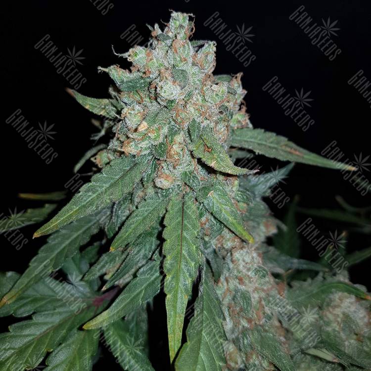семена конопли дешево Auto Sweet Trainwreck feminised Sweet Seeds