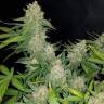 семена конопли автоцвет Auto Sweet Trainwreck feminised Sweet Seeds