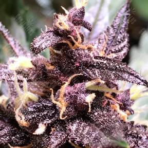 Auto Devil Cream feminised Ganja Seeds