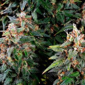 Auto Watermelon Zkittlez feminised Ganja Seeds