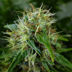 Auto Lowryder feminised Ganja Seeds