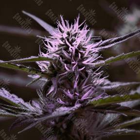 Skunk x Early Skunk feminised Ganja Seeds