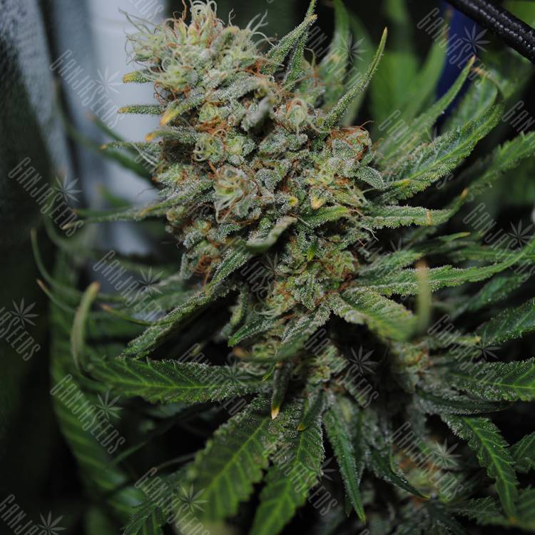 семена конопли почтой Auto Super Critical feminised семена конопли почтой Auto Super Critical feminised