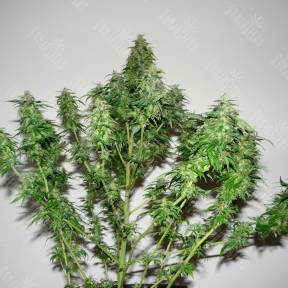 Big Bang feminised Green House Seeds