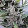 Auto Amnesia feminised Breeders Community Seeds Auto Amnesia feminised Breeders Community Seeds