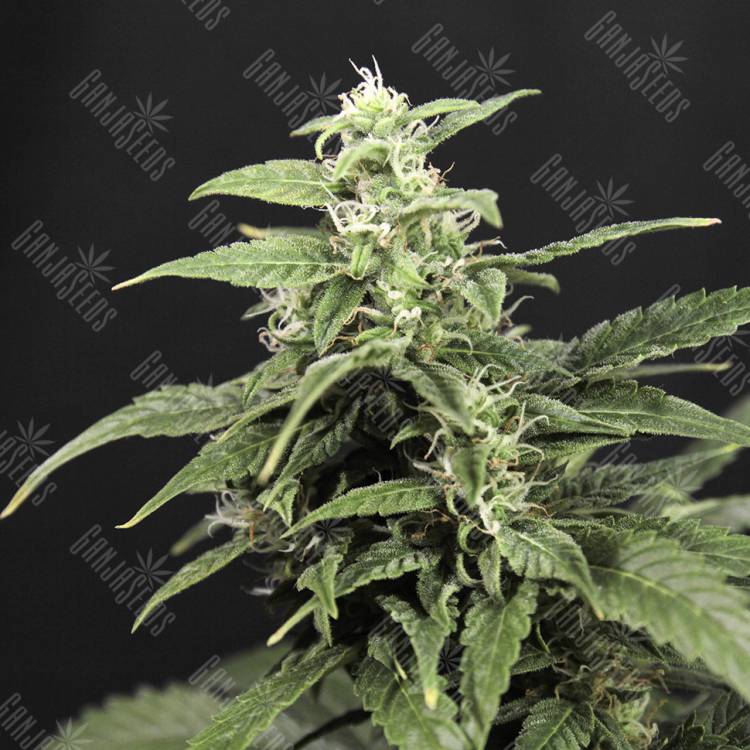 Auto Amnesia feminised Breeders Community Seeds Auto Amnesia feminised Breeders Community Seeds