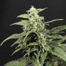 Auto Amnesia feminised Breeders Community Seeds Auto Amnesia feminised Breeders Community Seeds