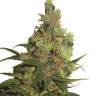 Auto Little Russian regular Ganja Seeds Auto Little Russian regular Ganja Seeds