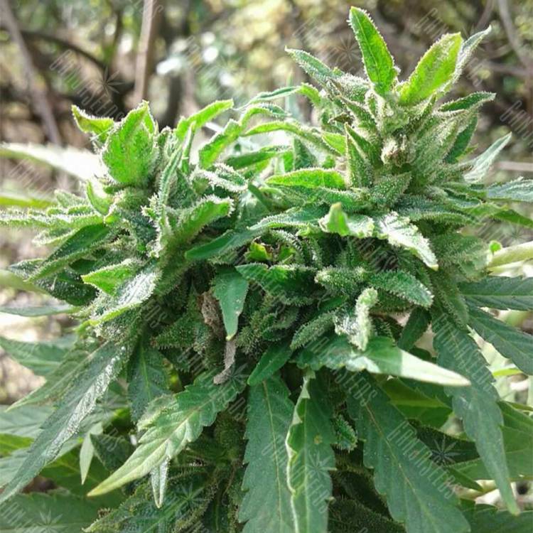 семена конопли курьером Auto Little Russian regular семена конопли курьером Auto Little Russian regular