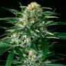 семена конопли почтой Gypsy Widow feminised Exotic Seed