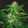заказать качественные семена конопли Gypsy Widow feminised Exotic Seed