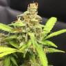 заказ семян конопли Москва Auto Whiteberry feminised Paradise Seeds