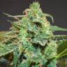 семена конопли Auto Whiteberry feminised Paradise Seeds