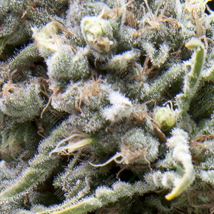 семена конопли f1 в оригинальной упаковке Auto White Widow CBD feminised Pyramid Seeds семена конопли f1 в оригинальной упаковке Auto White Widow CBD feminised Pyramid Seeds